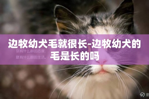 邊牧幼犬毛就很長-邊牧幼犬的毛是長的嗎