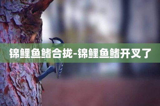錦鯉魚鰭合攏-錦鯉魚鰭開叉了