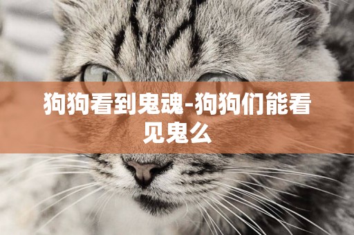 狗狗看到鬼魂-狗狗們能看見鬼么