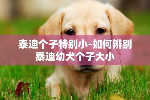 泰迪個子特別小-如何辨別泰迪幼犬個子大小