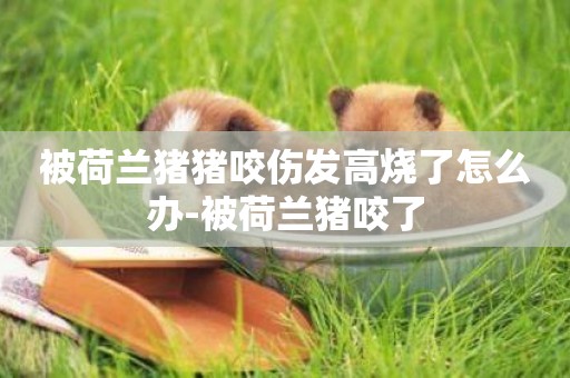 被荷蘭豬豬咬傷發高燒了怎么辦-被荷蘭豬咬了