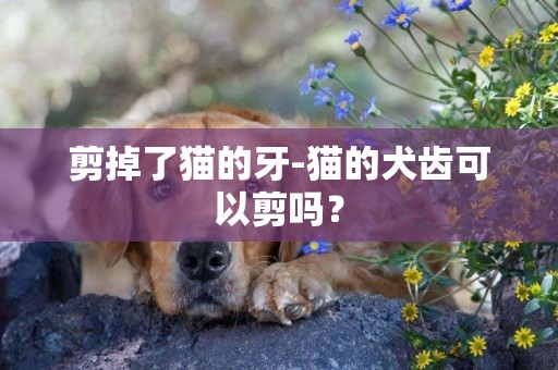 剪掉了貓的牙-貓的犬齒可以剪嗎？