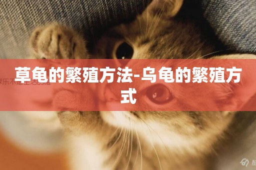 草龜的繁殖方法-烏龜的繁殖方式