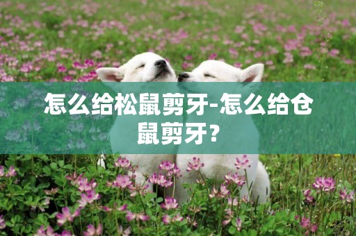 怎么給松鼠剪牙-怎么給倉鼠剪牙？