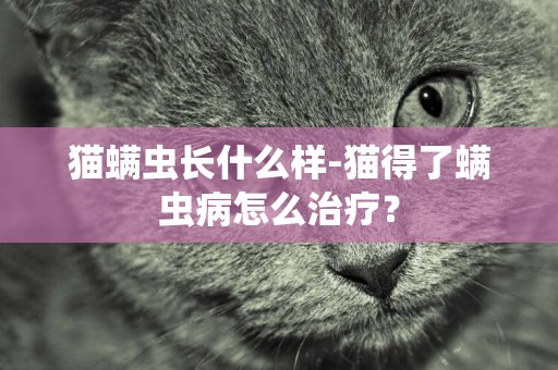 貓螨蟲長什么樣-貓得了螨蟲病怎么治療？