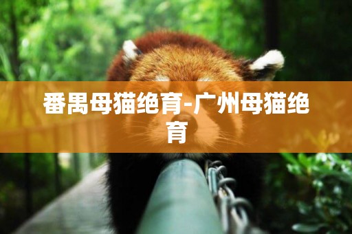 番禺母貓絕育-廣州母貓絕育