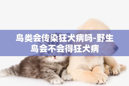 鳥類會傳染狂犬病嗎-野生鳥會不會得狂犬病