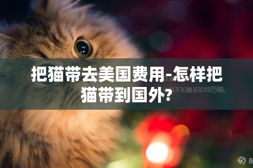 把貓帶去美國費用-怎樣把貓帶到國外?