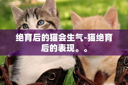 絕育后的貓會生氣-貓絕育后的表現。。