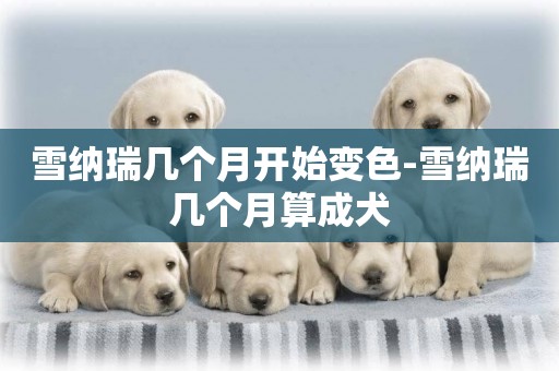 雪納瑞幾個月開始變色-雪納瑞幾個月算成犬