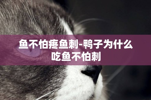 魚不怕疼魚刺-鴨子為什么吃魚不怕刺