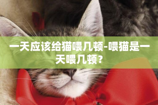 一天應該給貓喂幾頓-喂貓是一天喂幾頓？