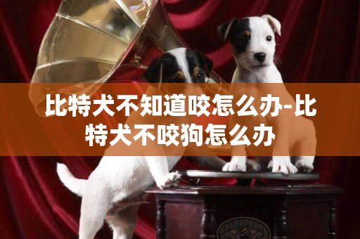 比特犬不知道咬怎么辦-比特犬不咬狗怎么辦