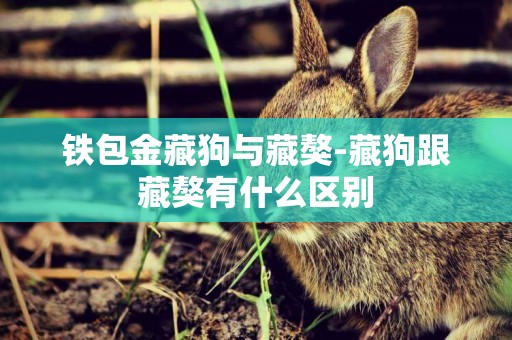 鐵包金藏狗與藏獒-藏狗跟藏獒有什么區別