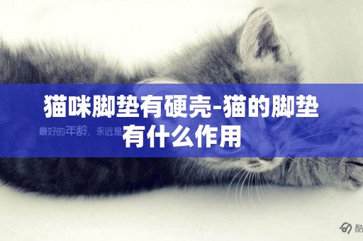 貓咪腳墊有硬殼-貓的腳墊有什么作用