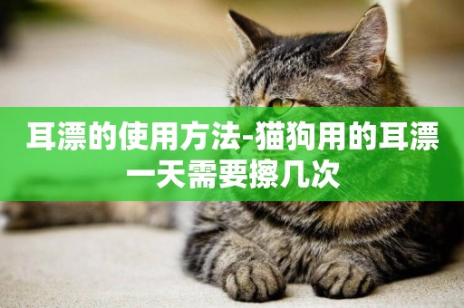 耳漂的使用方法-貓狗用的耳漂一天需要擦幾次