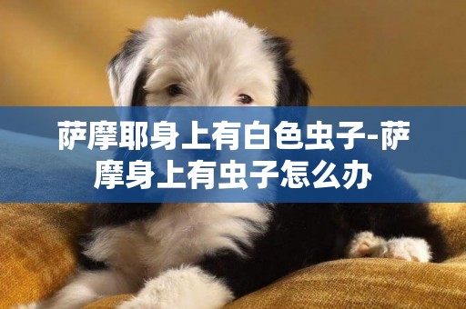 薩摩耶身上有白色蟲子-薩摩身上有蟲子怎么辦