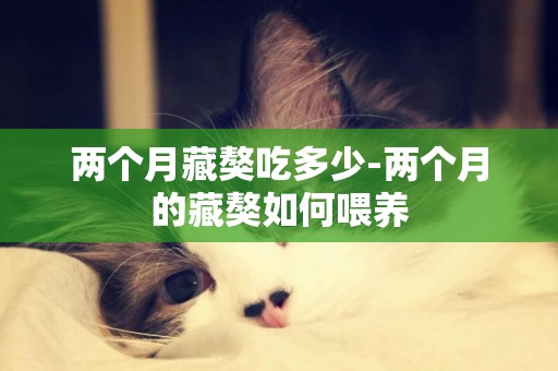 兩個月藏獒吃多少-兩個月的藏獒如何喂養