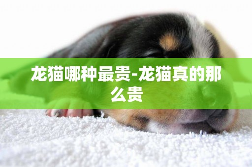 龍貓哪種最貴-龍貓真的那么貴