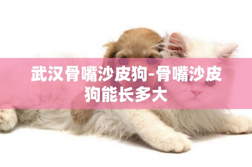 武漢骨嘴沙皮狗-骨嘴沙皮狗能長多大