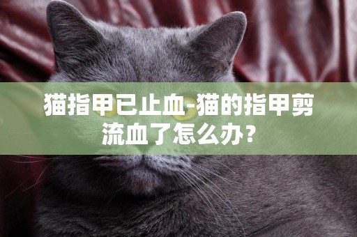 貓指甲已止血-貓的指甲剪流血了怎么辦？
