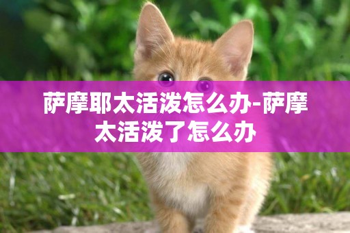 薩摩耶太活潑怎么辦-薩摩太活潑了怎么辦