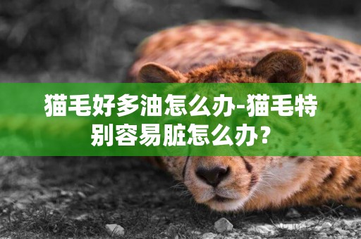 貓毛好多油怎么辦-貓毛特別容易臟怎么辦？
