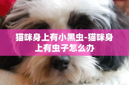 貓咪身上有小黑蟲-貓咪身上有蟲子怎么辦