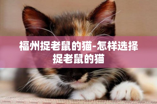 福州捉老鼠的貓-怎樣選擇捉老鼠的貓