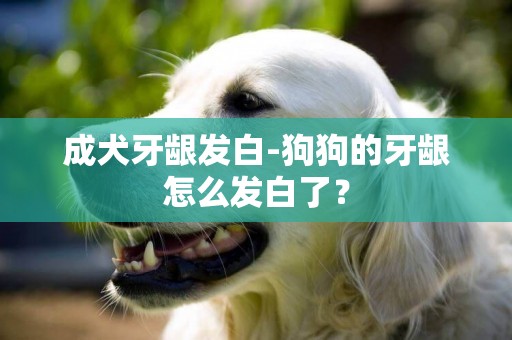 成犬牙齦發白-狗狗的牙齦怎么發白了？