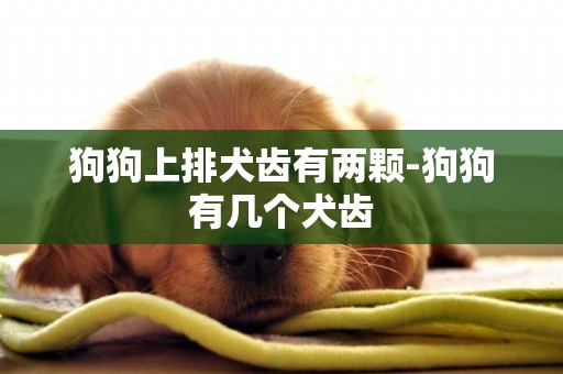狗狗上排犬齒有兩顆-狗狗有幾個犬齒