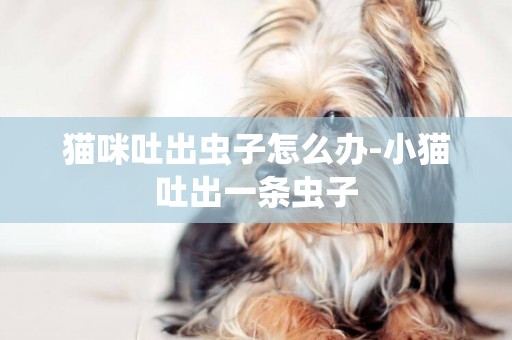 貓咪吐出蟲子怎么辦-小貓吐出一條蟲子