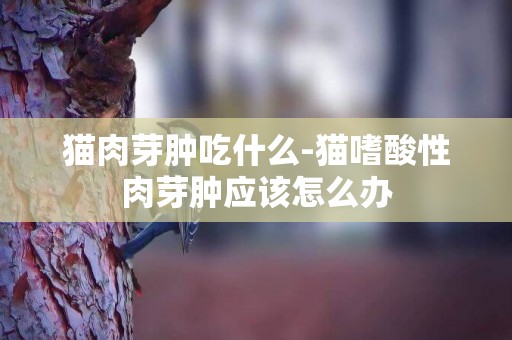 貓肉芽腫吃什么-貓嗜酸性肉芽腫應該怎么辦
