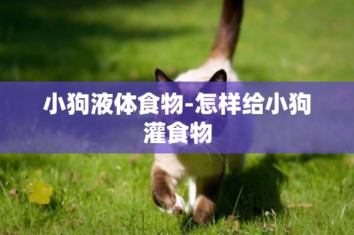 小狗液體食物-怎樣給小狗灌食物