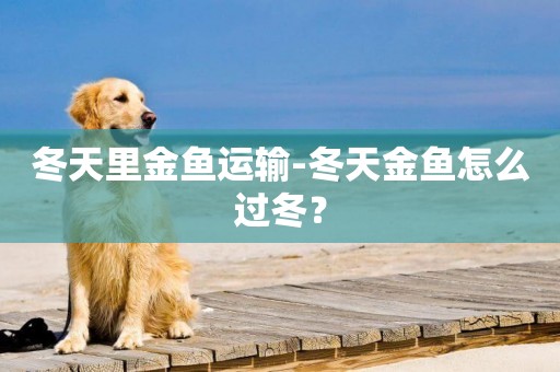 冬天里金魚運輸-冬天金魚怎么過冬？