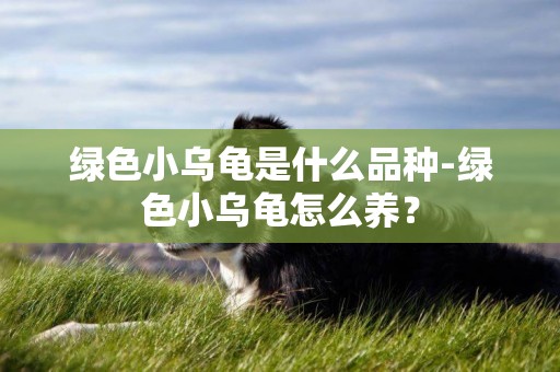 綠色小烏龜是什么品種-綠色小烏龜怎么養？