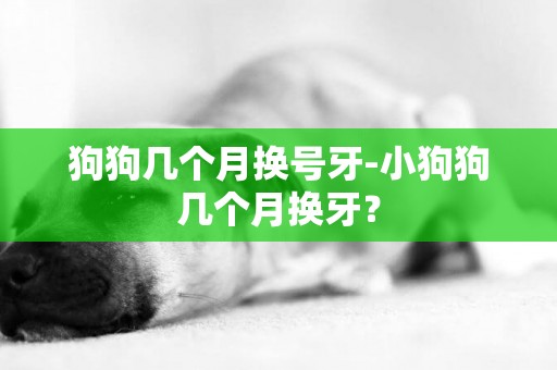 狗狗幾個月換號牙-小狗狗幾個月換牙？