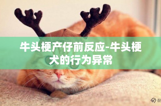 牛頭梗產仔前反應-牛頭梗犬的行為異常