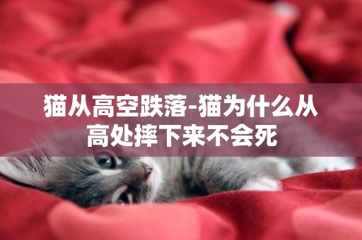 貓從高空跌落-貓為什么從高處摔下來不會死
