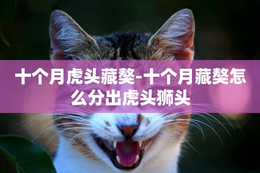 十個月虎頭藏獒-十個月藏獒怎么分出虎頭獅頭