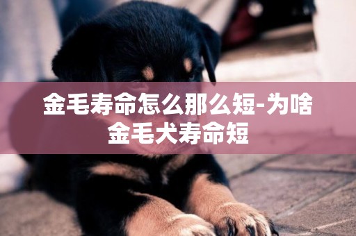 金毛壽命怎么那么短-為啥金毛犬壽命短