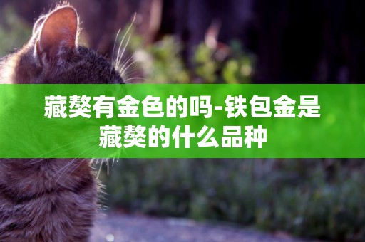 藏獒有金色的嗎-鐵包金是藏獒的什么品種