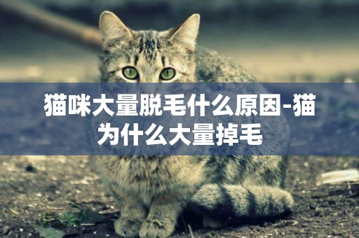 貓咪大量脫毛什么原因-貓為什么大量掉毛
