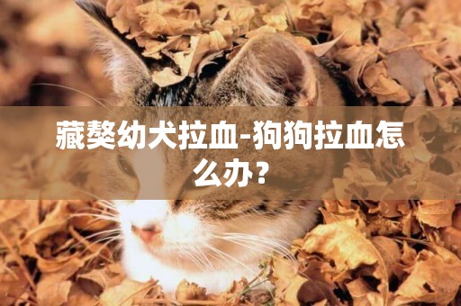 藏獒幼犬拉血-狗狗拉血怎么辦？