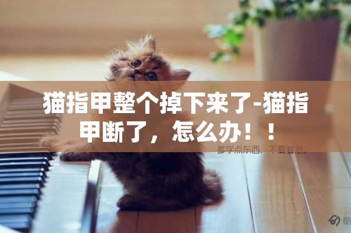 貓指甲整個掉下來了-貓指甲斷了，怎么辦！！