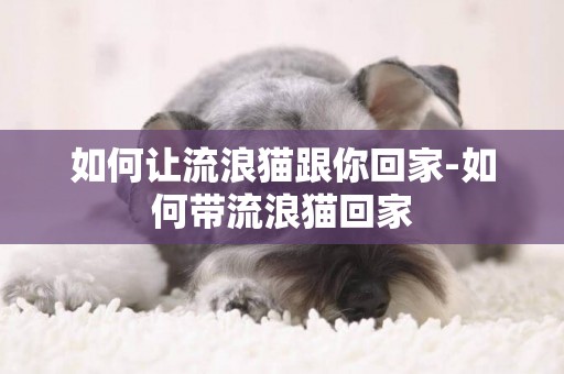 如何讓流浪貓跟你回家-如何帶流浪貓回家