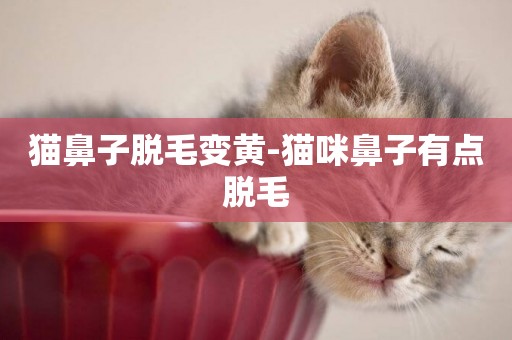貓鼻子脫毛變黃-貓咪鼻子有點脫毛