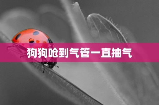 狗狗嗆到氣管一直抽氣