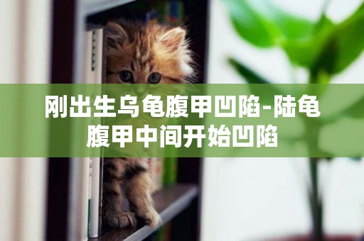 剛出生烏龜腹甲凹陷-陸龜腹甲中間開始凹陷