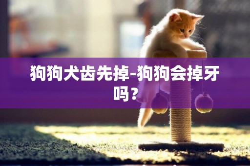 狗狗犬齒先掉-狗狗會掉牙嗎？
